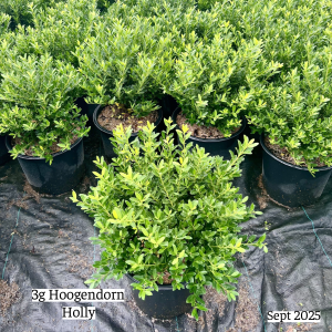 September 2025 3g Hoogendorn Holly Group Website